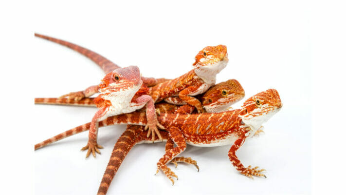 Four Baby bearded dragon playing together.