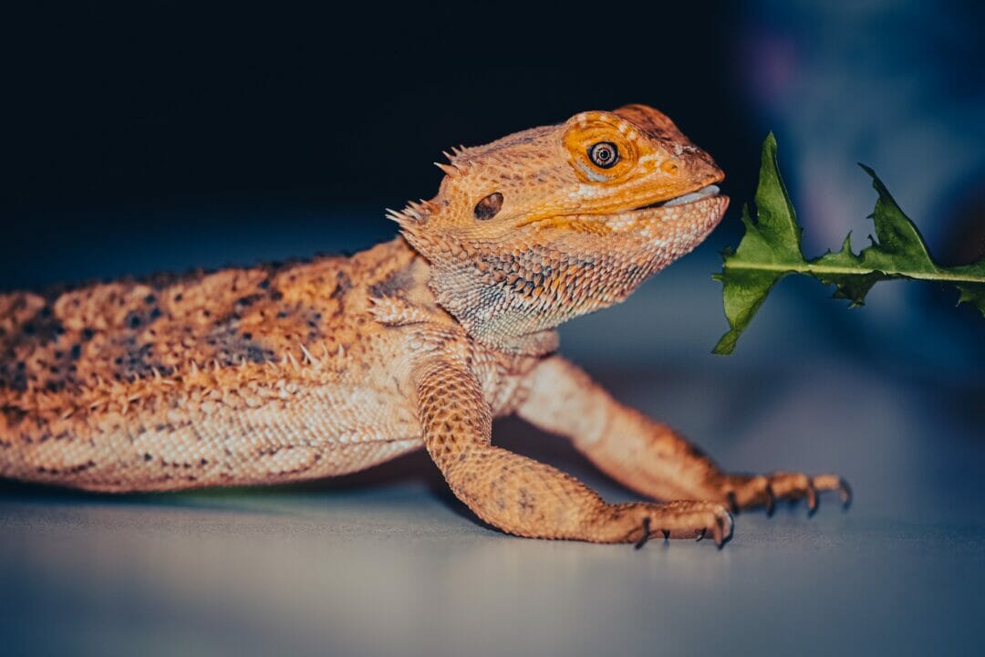 Bearded dragon eating. Related Articles: Can Bearded Dragons Eat Seaweed? Can Bearded Dragons Eat Oatmeal? Can Bearded Dragons Eat Thyme? Can Bearded Dragons Eat Blackberries? Can Bearded Dragons Eat Bedbugs? Can Bearded Dragons Eat Mizuna?