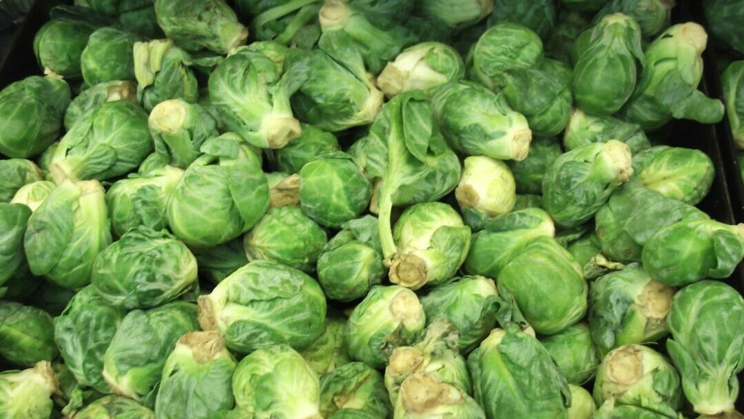 Brussels sprouts looking fresh. Can Bearded Dragons eat Brussels sprouts? 