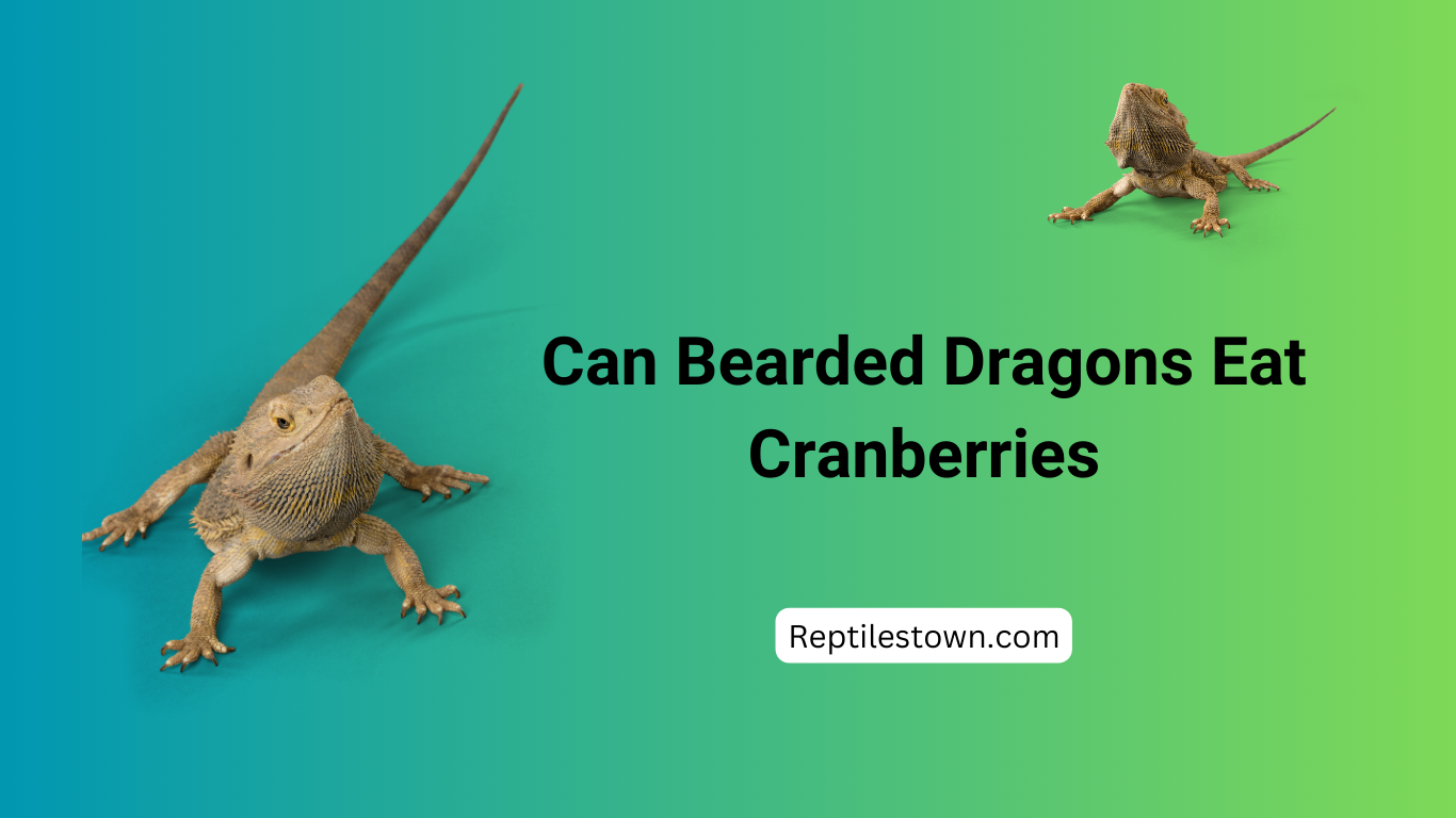 Can Bearded Dragons Eat Cranberries