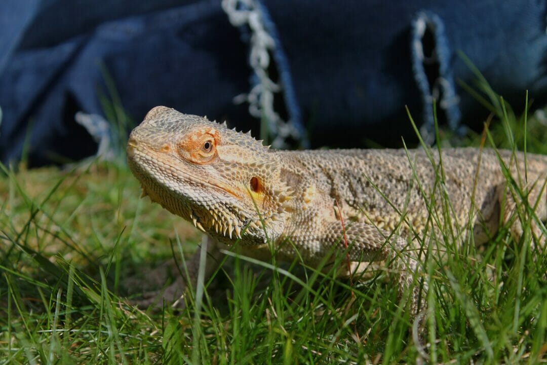 Can bearded dragons eat grass?