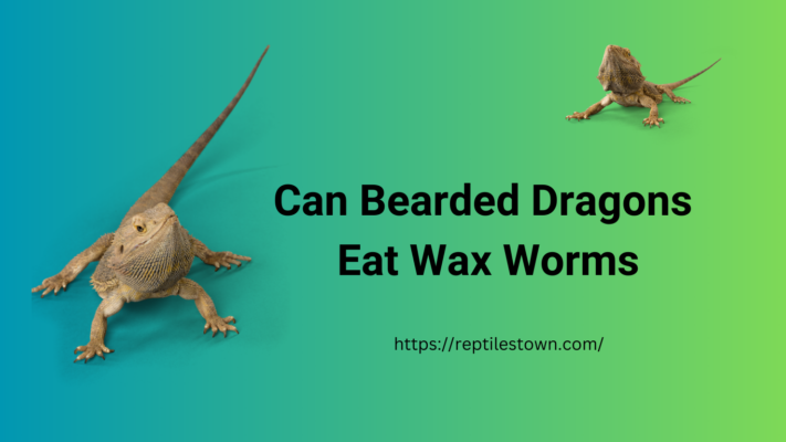 Can Bearded Dragons eat wax worms