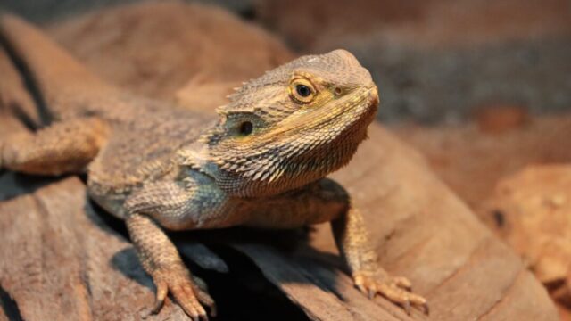 Can Bearded Dragons Eat Wax Worms?