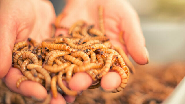 Superworms for Bearded Dragons