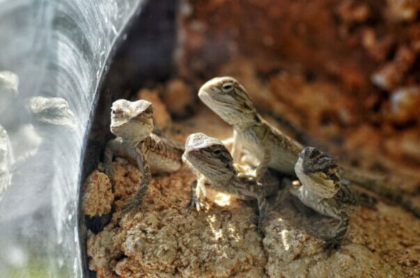 Four baby bearded dragons looking up