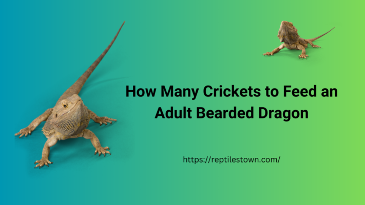 How Many Crickets to Feed a Bearded Dragon
