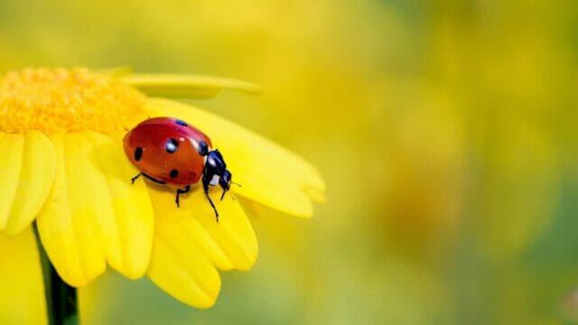 Ladybug on sunflower. Can Bearded Dragons Eat Ladybugs?