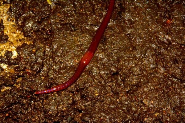 Red wigglers on the floor. Can Bearded Dragons Eat Red Wigglers?