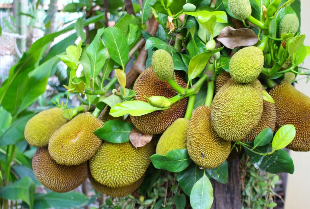 Bundle of fresh jackfruits with leaves. Can bearded dragons eat jackfruit?
