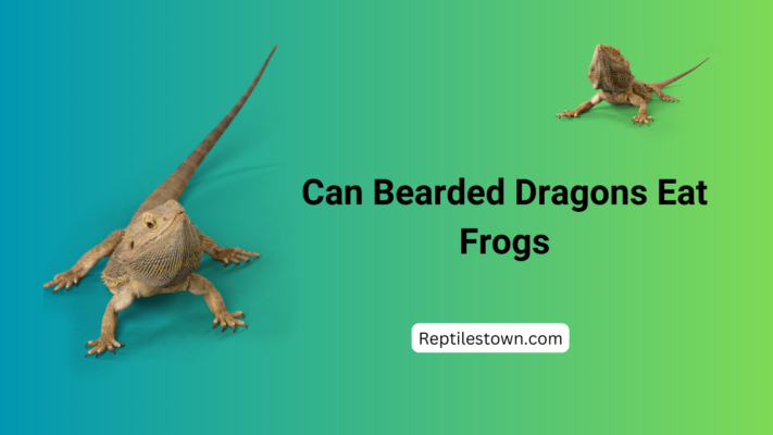 Can Bearded Dragons Eat frogs