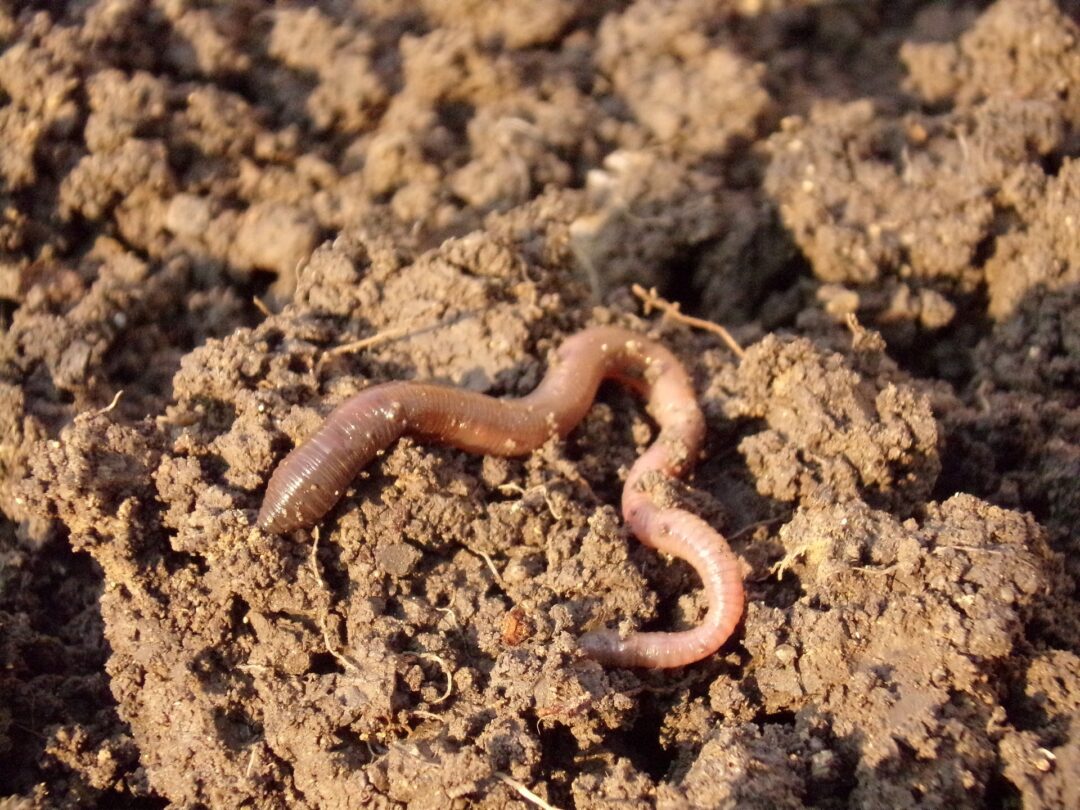 Earthworm in the desesrt . Can Bearded Dragons Eat Earthworms?