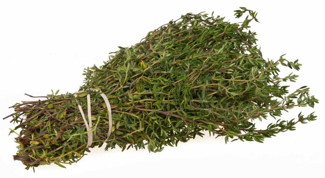 Can Bearded Dragons Eat Thyme? Fresh Raw thyme