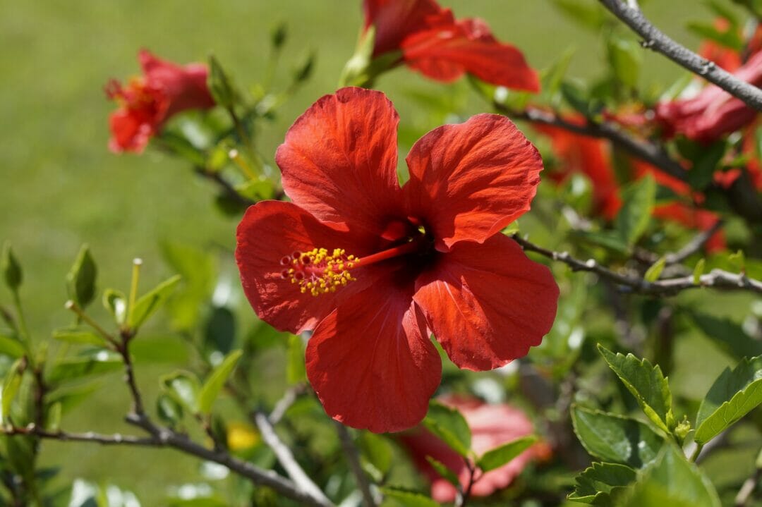 Hibiscus Flowers are looking fresh. Can bearded dragons eat hibiscus flowers?