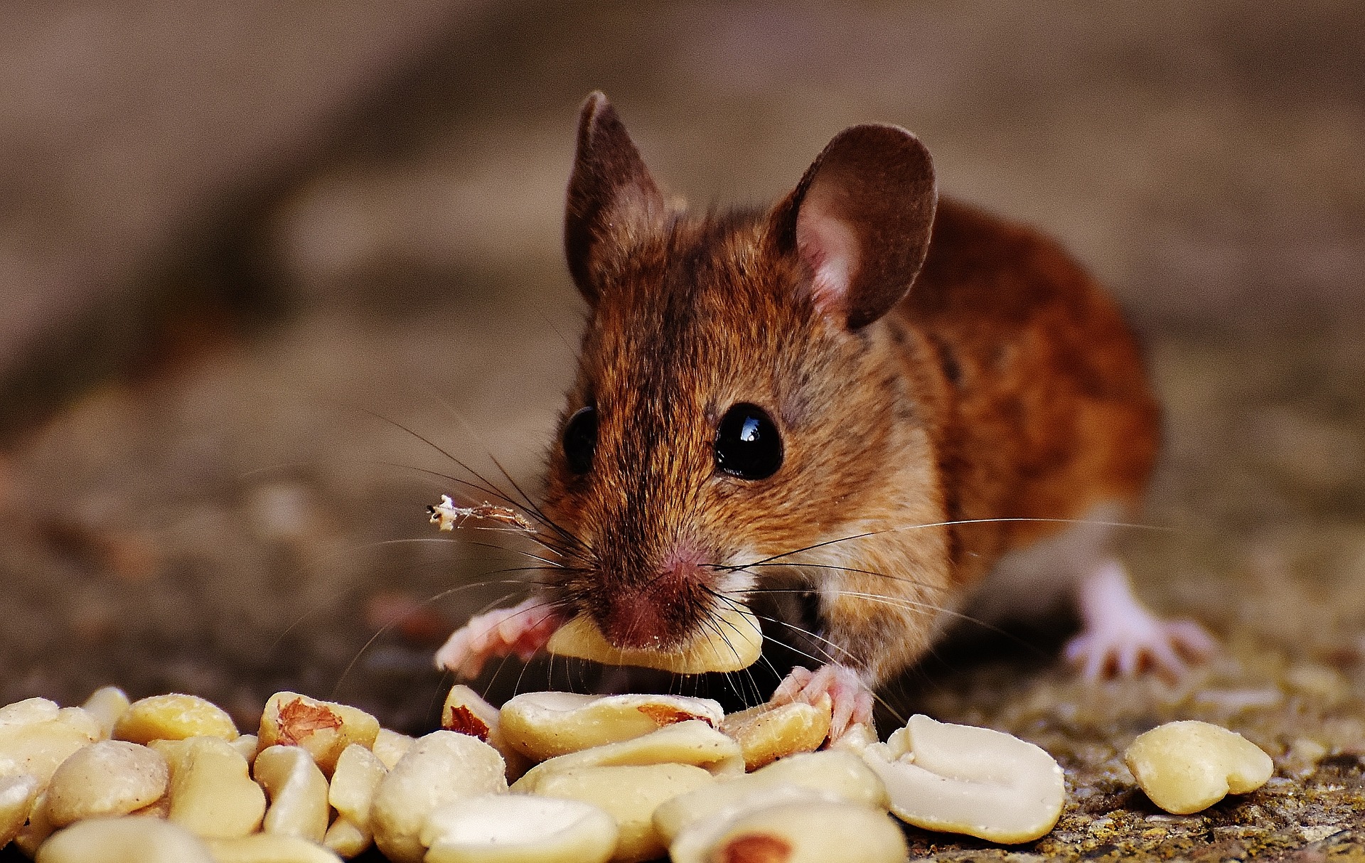 Mice eating peanutes