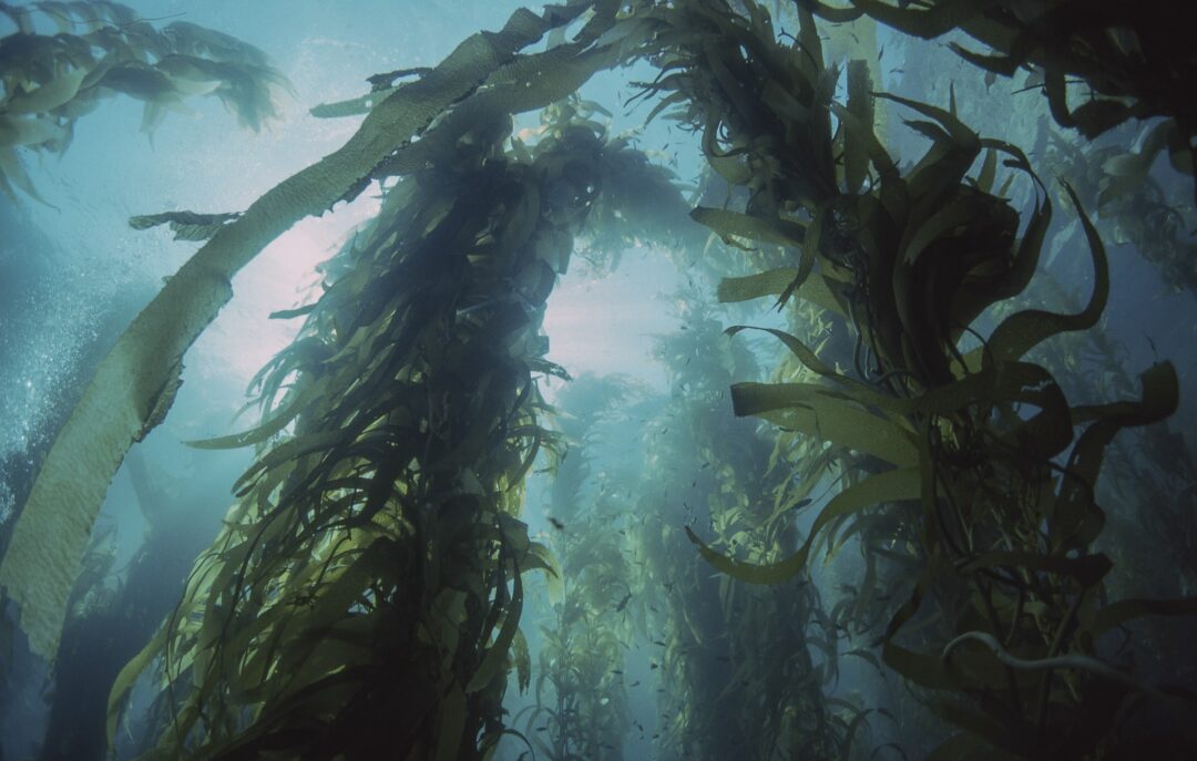 Seaweeds underwater. Can Bearded Dragons Eat Seaweed?