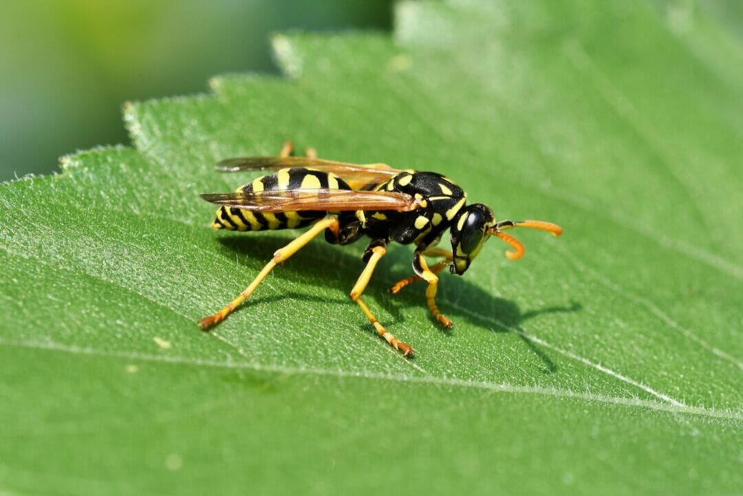 Wasp on the green leave. Can bearded dragons eat wasps?