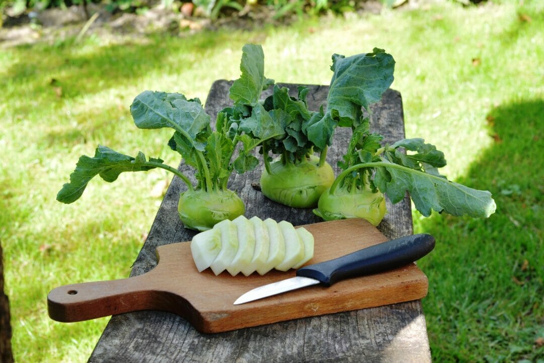 Three fresh kohlrabi with leaves o the table with knife. Can bearded dragons eat kohlrabi?