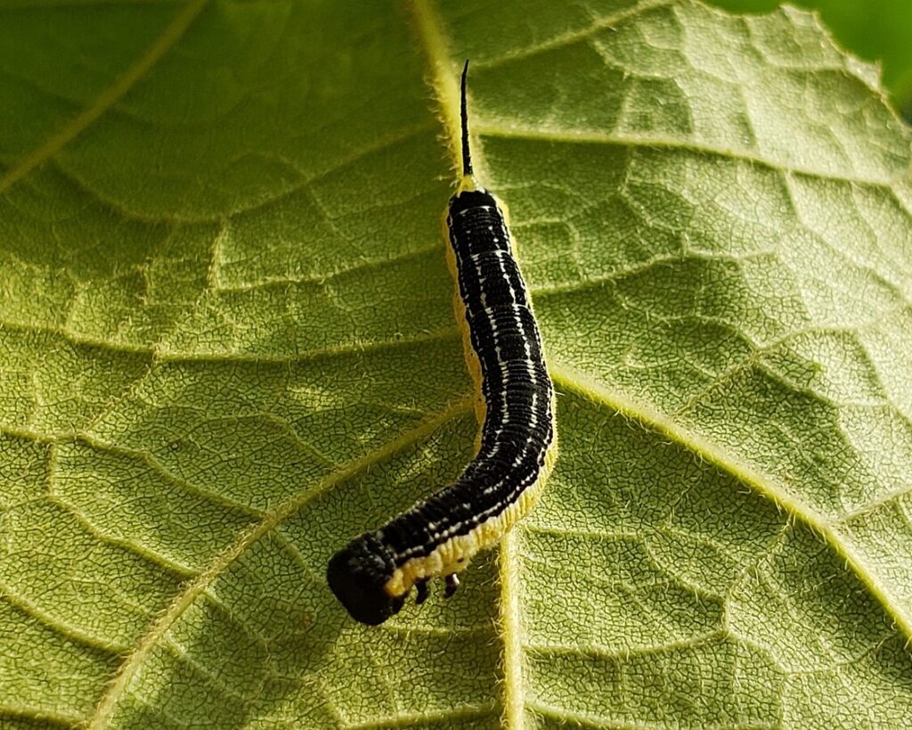 Catalpa worm on a green leaf