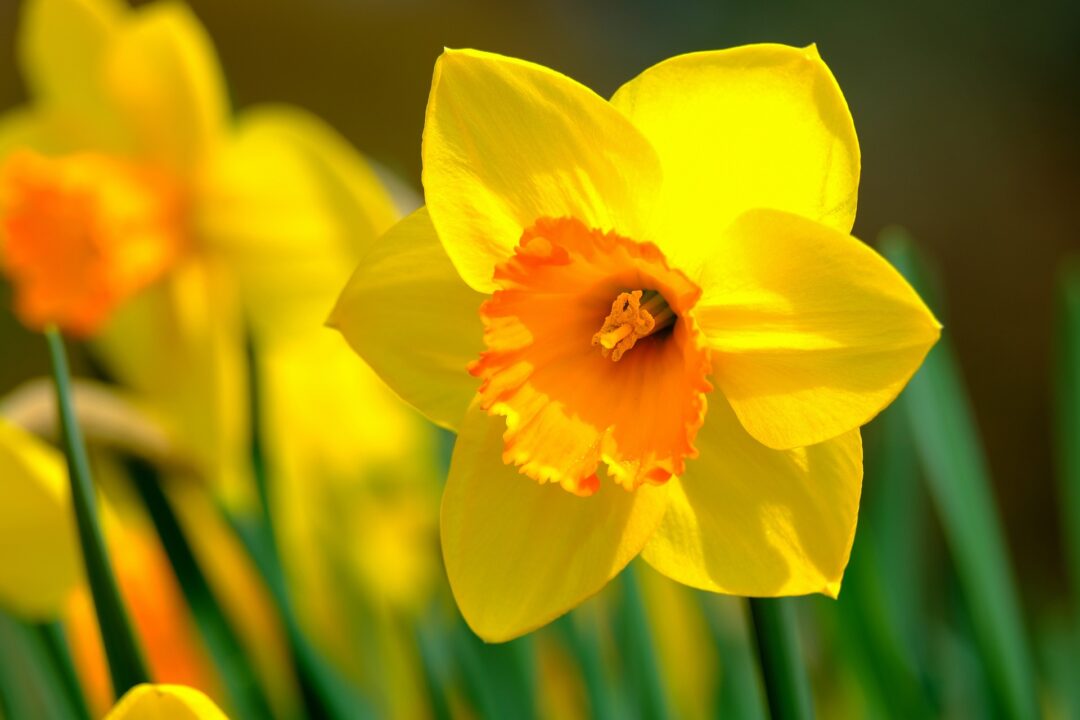 Daffodils are looking beautiful. Can Bearded Dragons Eat Daffodils?