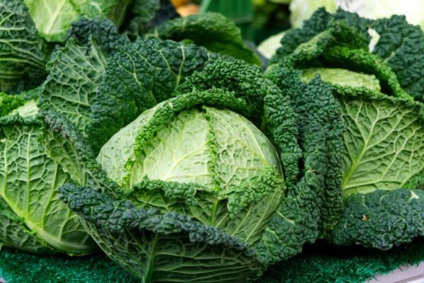Savoy cabbage is looking fresh