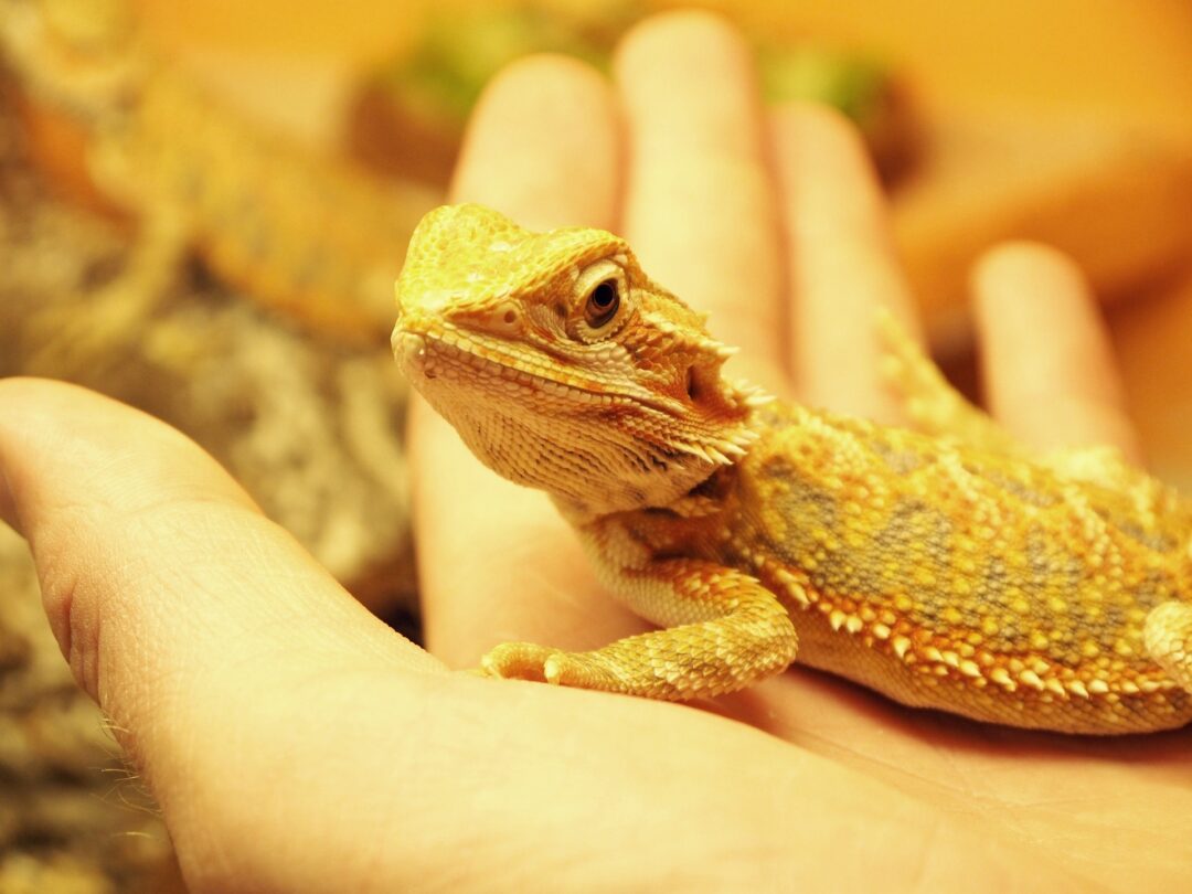 Bearded dragon in hand. Can Bearded Dragons Eat Catalpa Worms? 