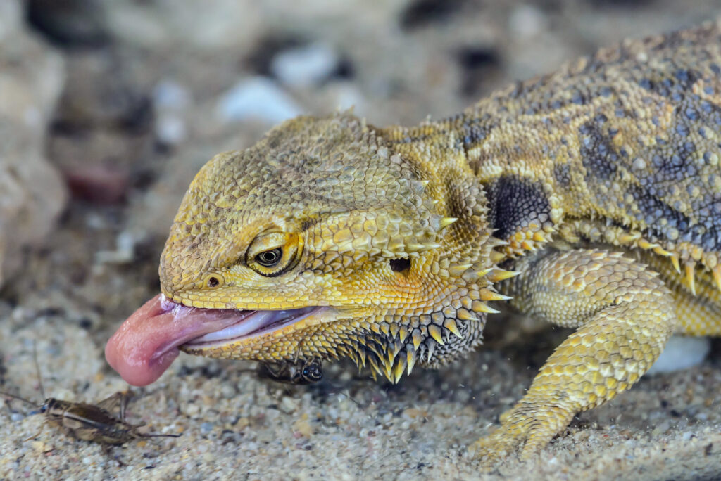 Bearded dragon with his tongue out trying to eat something