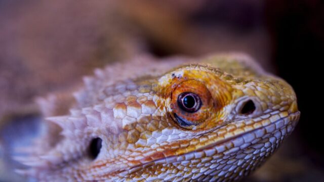 Are Red Lights Bad for Bearded Dragons?