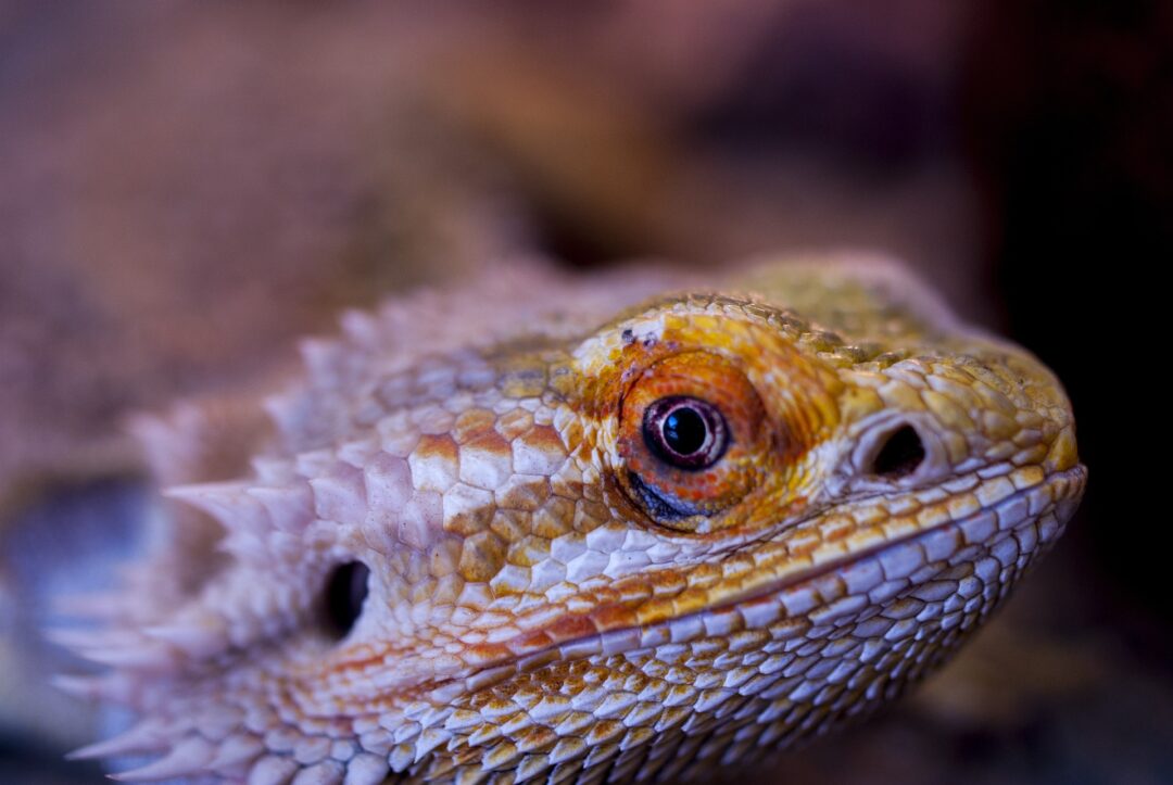 Are Red Lights Bad for Bearded Dragons?