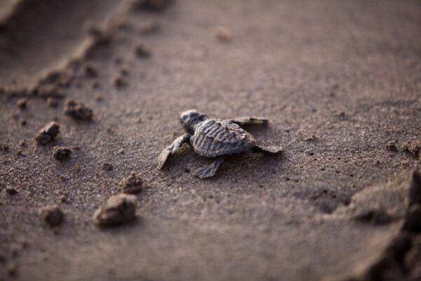 Baby Turtle in the desert