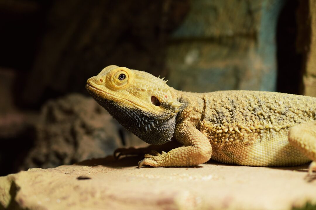 Do Bearded Dragons Fart? A single bearded dragon looking front