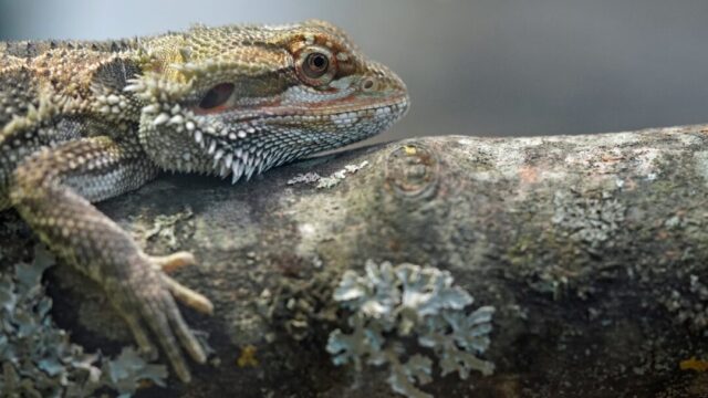 Can a Bearded Dragon Drink Too Much Water?