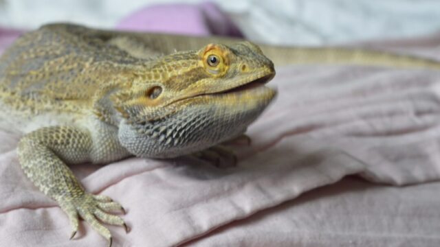 How Long Can You Leave A Bearded Dragon Alone?