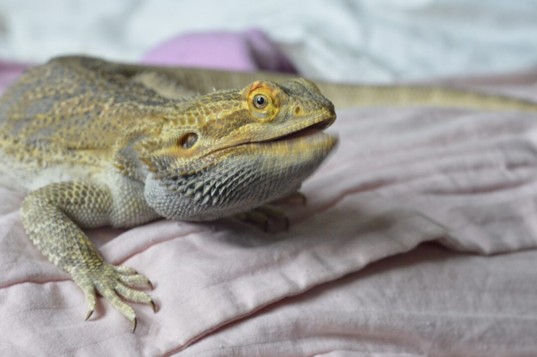 How Long Can You Leave A Bearded Dragon Alone?