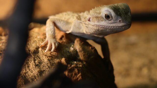 How To Tell The Gender Of A Bearded Dragon? Bearded dragon on the rock