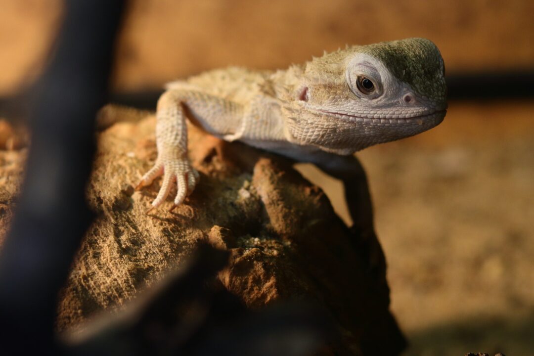 How To Tell The Gender Of A Bearded Dragon? Bearded dragon on the rock