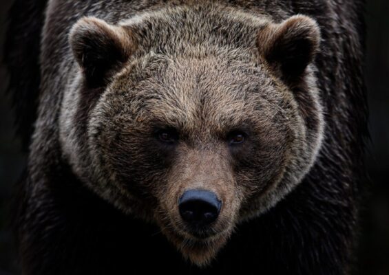 Brown bear is looking dangerous