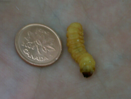 Butterworm with coin