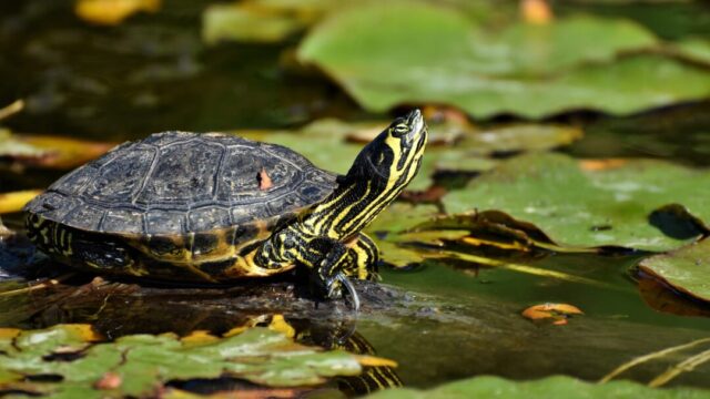 Can Turtles Eat Duckweed?