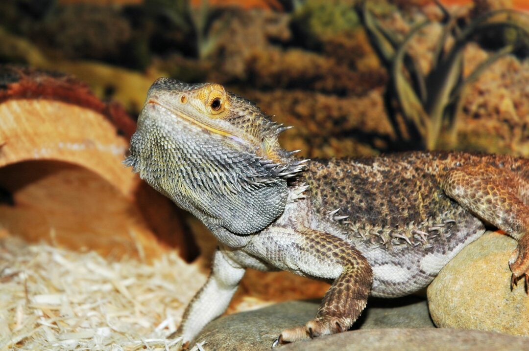 Can bearded dragons eat mustard greens?
