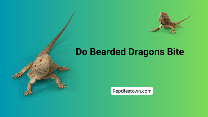 Why Do Bearded Dragons Bite