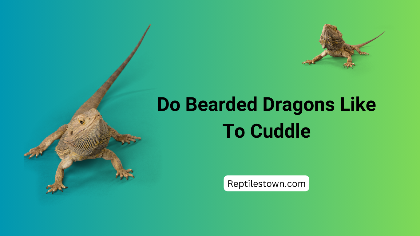 Do Bearded Dragons Like to Cuddle