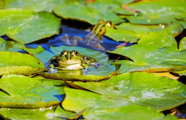Frog is swiming in water