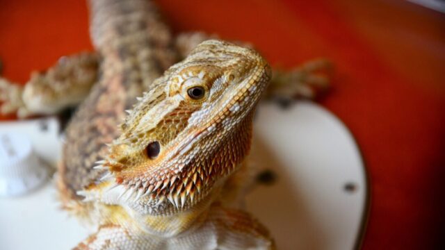 How Long Can a Bearded Dragon Go Without Pooping