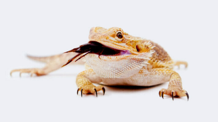 Insects for bearded dragons