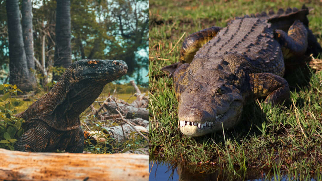 Komodo Dragon vs Crocodile