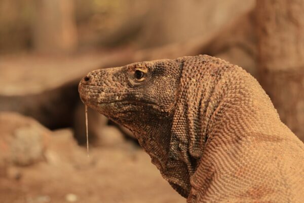 Can You Have A Komodo Dragon As A Pet?