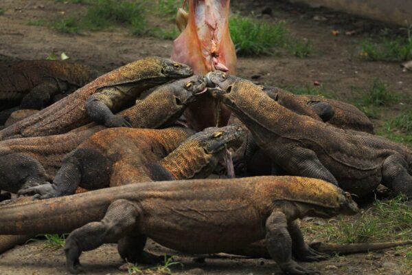 Komodo dragons eating buffalo meat