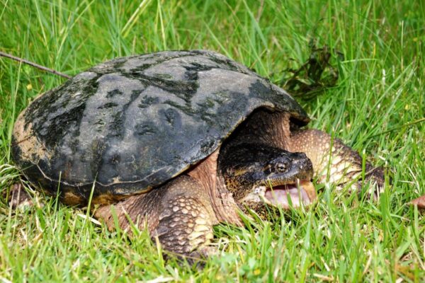 Snapping Turtle in the garden