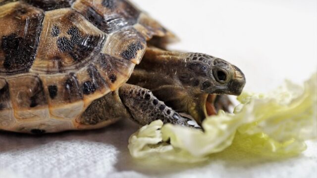 Turtle is eating Brussel Sprouts