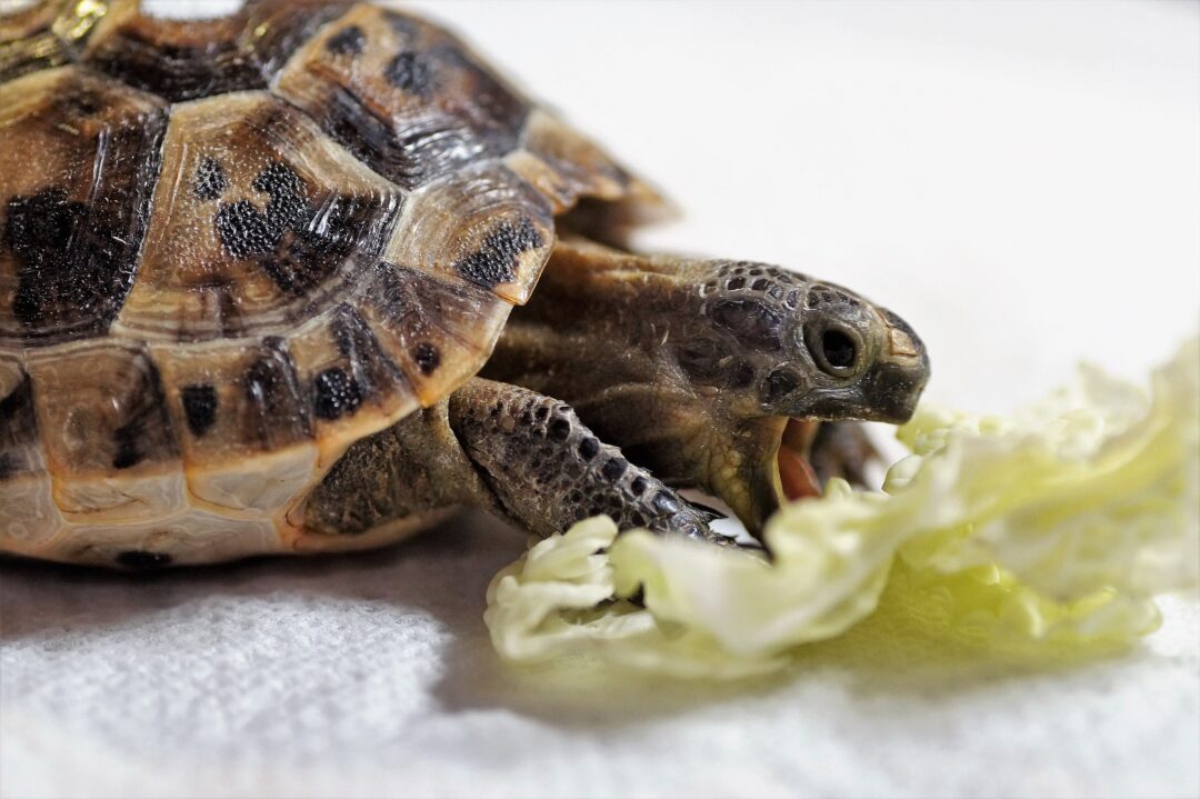 Turtle is eating Brussel Sprouts
